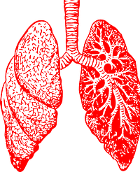 lungs-297492_640