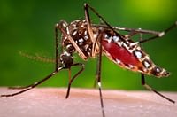 US - Centers for Disease Control and Prevention (CDC)